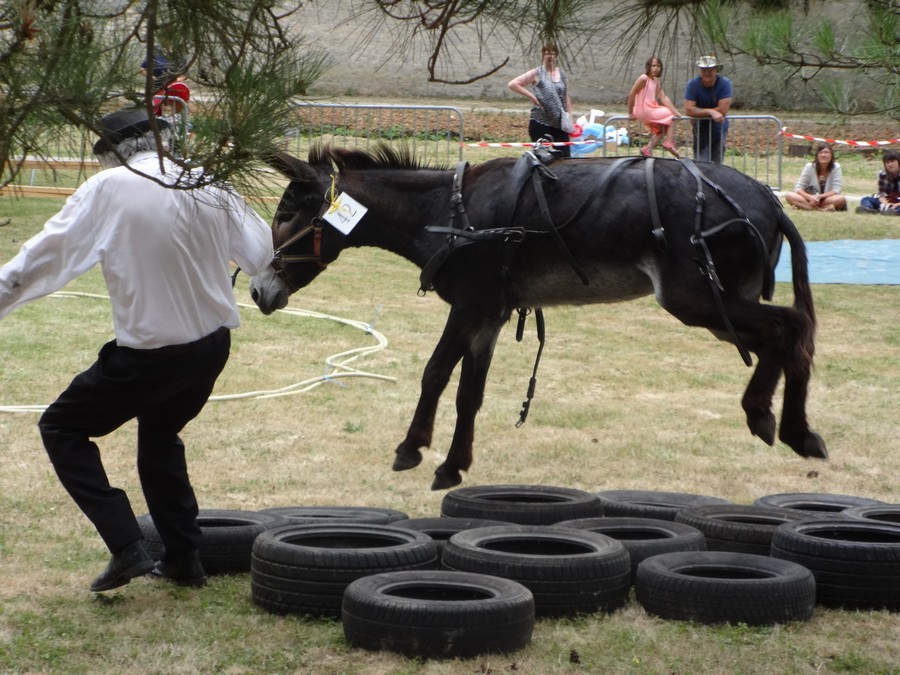 fête de l'ane juin 17-06