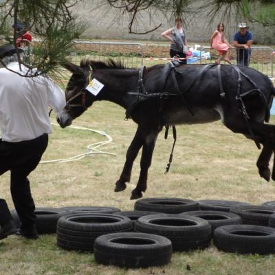 fête de l'ane juin 17-06