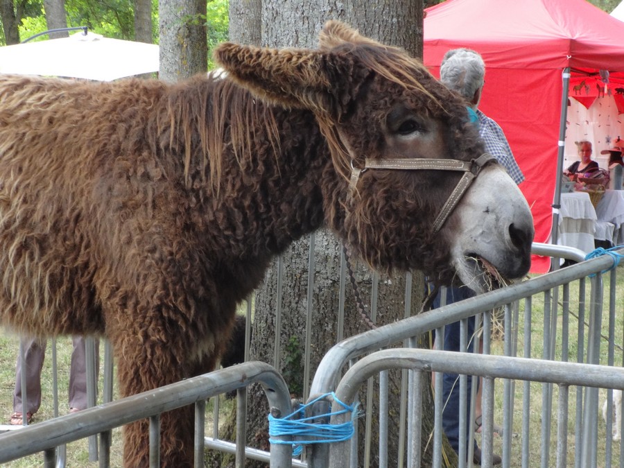 fête de l'ane juin 17-21