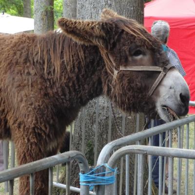 fête de l'ane juin 17-21