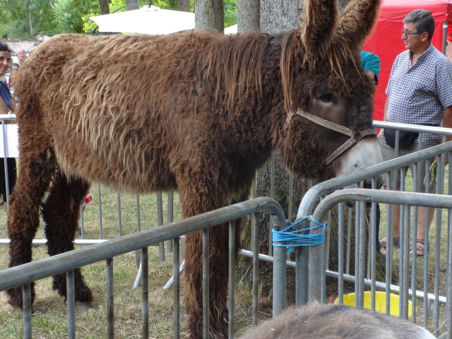 fête de l'ane juin 17-22