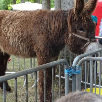 fête de l'ane juin 17-22